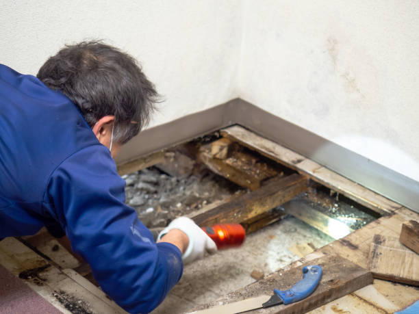 Reliable Forestville, OH Mold Remediation Solutions
