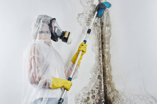 Best Mold Remediation for Schools in Forestville, OH