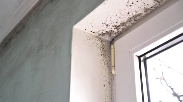 Best DIY Mold Remediation Support Services in Forestville, OH