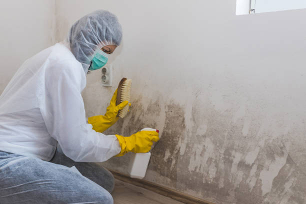 Best Emergency Mold Remediation in Forestville, OH