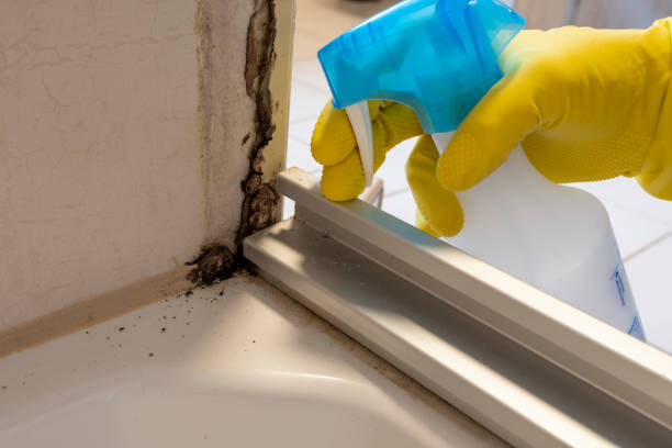 Best Commercial Mold Remediation in Forestville, OH