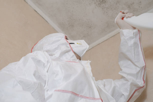 Best Commercial Mold Remediation in Forestville, OH