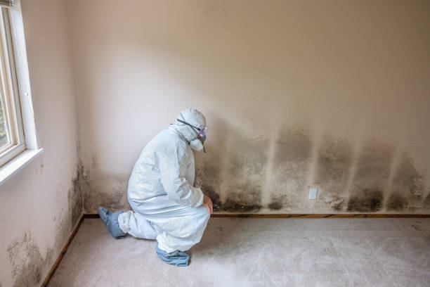 Best Post-Remediation Services in Forestville, OH