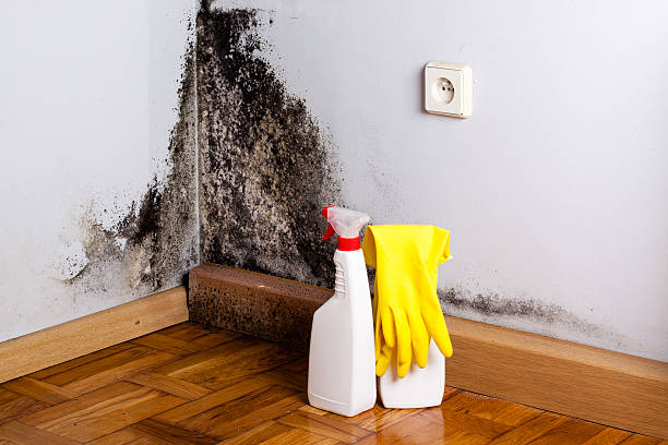 Best Attic Mold Remediation in Forestville, OH