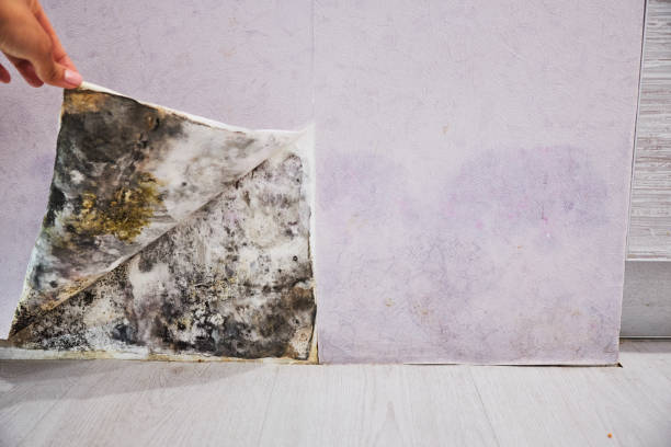 Best Localized Mold Remediation (e.g., coastal areas, humid climates) in Forestville, OH